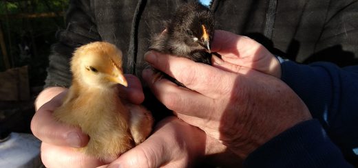 New Chicks