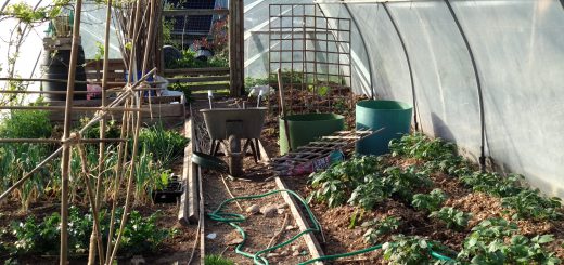 Poly Tunnel